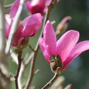 Magnolia Blooms