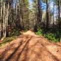 The Upper Arboretum Trail