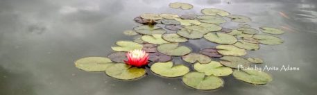 cropped-signed-water-lily.jpg
