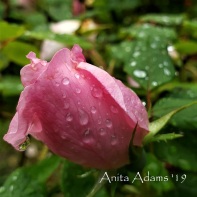 SIGNED - Spring Rose Pink